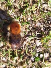 Bombus pascuorum