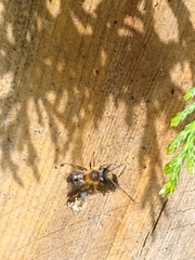 Andrena haemorrhoa