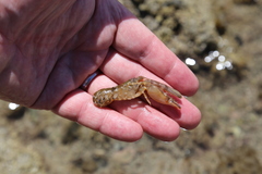 Alpheus novaezealandiae