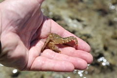 Alpheus novaezealandiae