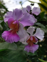 Papilionanthe