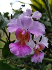 Papilionanthe