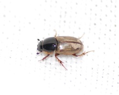 Melinopterus