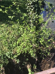 Alnus glutinosa