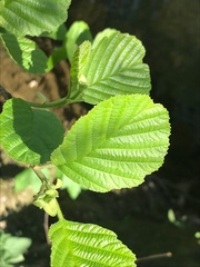 Alnus glutinosa