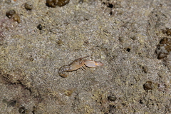 Alpheus novaezealandiae
