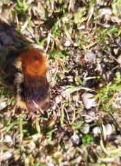 Bombus pascuorum