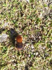 Bombus pascuorum