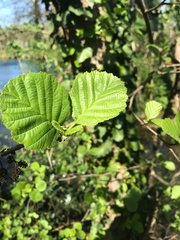 Alnus glutinosa