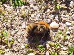 Bombus pascuorum