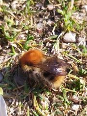 Bombus pascuorum