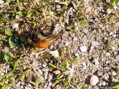Bombus pascuorum