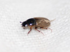 Melinopterus