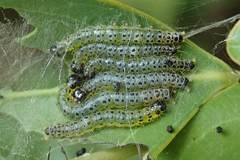 Hyalobathra micralis