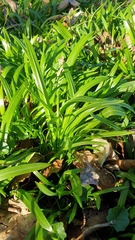 Allium ursinum