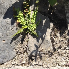 Asplenium trichomanes