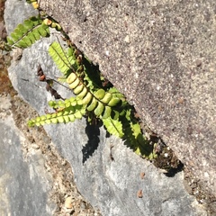 Asplenium trichomanes