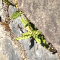 Asplenium trichomanes