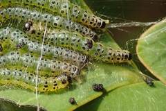 Hyalobathra micralis