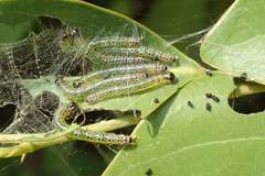 Hyalobathra micralis