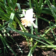 Narcissus