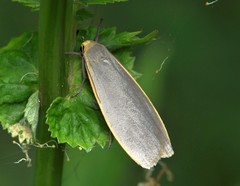 Eilema griseola