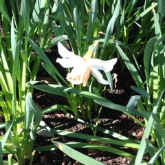 Narcissus