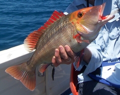 Lethrinus miniatus