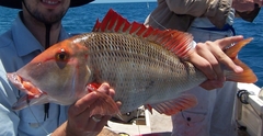 Lethrinus miniatus