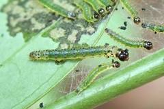 Hyalobathra micralis