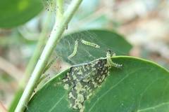 Hyalobathra micralis