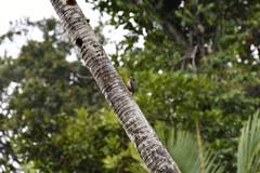 Melanerpes portoricensis
