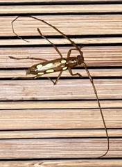 Eburodacrys triocellata