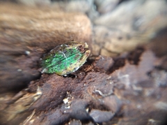 Lamprodila