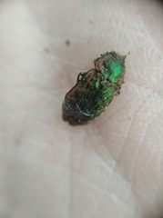 Lamprodila