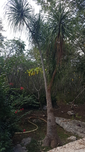 Beaucarnea pliabilis