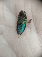 Lamprodila