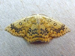 Cyclophora annularia