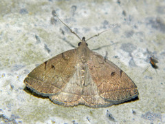 Zanclognatha protumnusalis