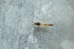 Microtendipes pedellus