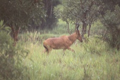 Alcelaphus buselaphus lelwel