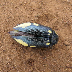 Sternocera orissa bertolonii