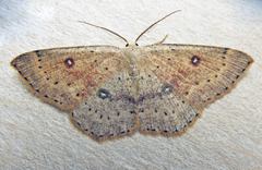 Cyclophora albipunctata