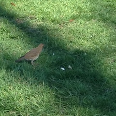 Turdus philomelos
