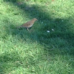 Turdus philomelos