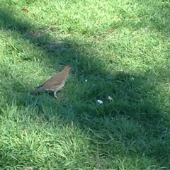 Turdus philomelos