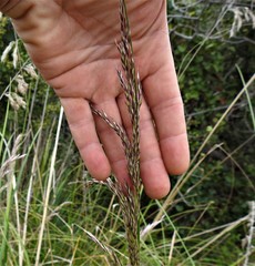 Ampelodesmos mauritanicus