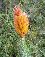 Mimetes pauciflorus