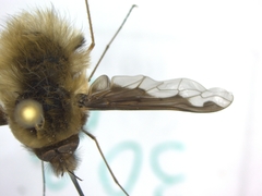Bombylius major