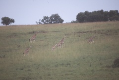 Giraffa camelopardalis rothschildi